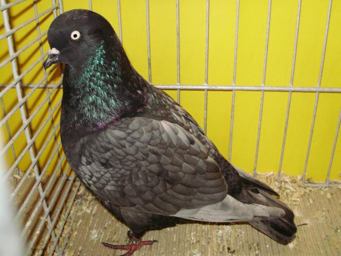 15092 koln 0 - 1505 partea 7