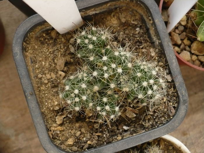 Dolichotele sucusola boboci - Cactusi 2009