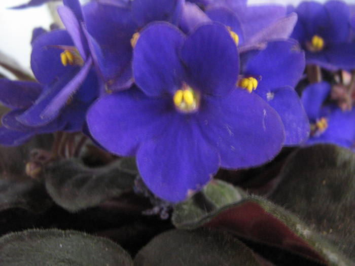 IMG_0271 - violeta