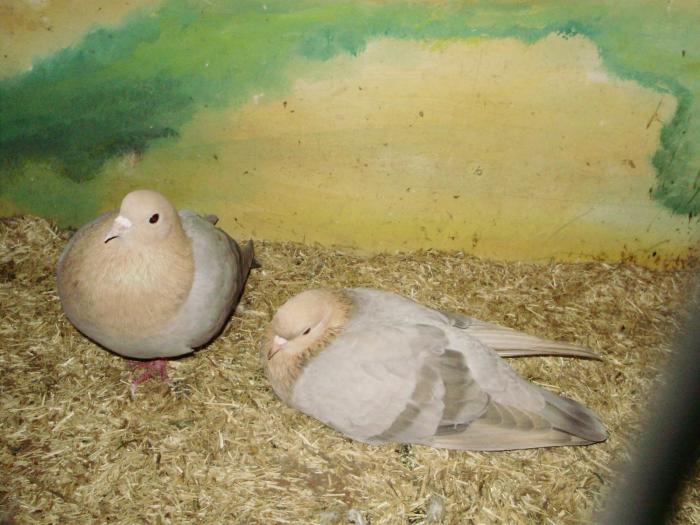 00000f cusca arab 5 - 1505 partea 5