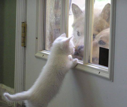 You Guys Wanna Come In - funny animals