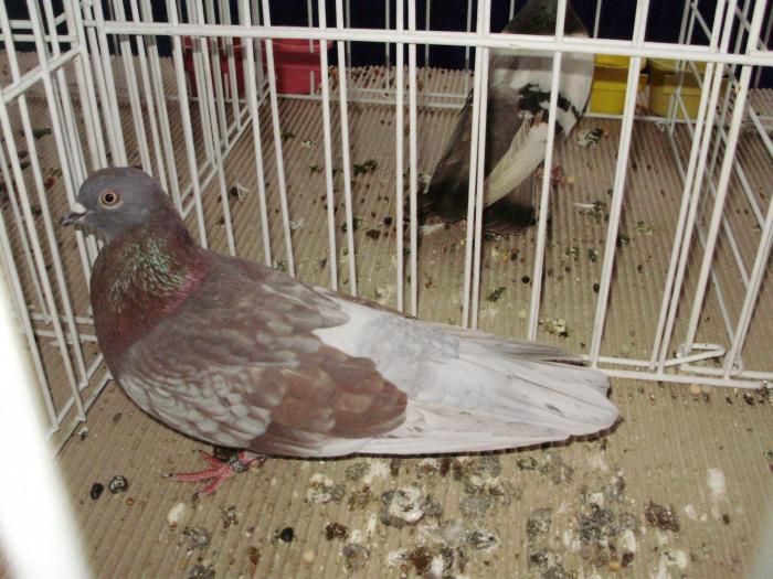 ciung 6 - 1506 2 porumbei rz