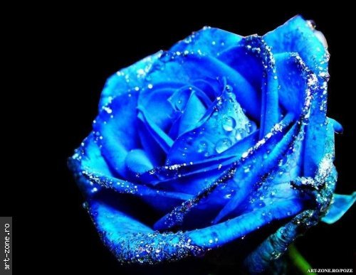 Diva - Trandafiri albastri