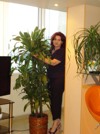 DRACENA