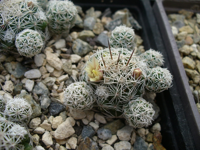 mammillaria_gracilis - genul Mammillaria