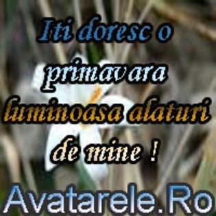 27 - poze avatar primavara