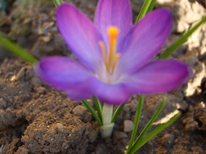 crocus - bulboase