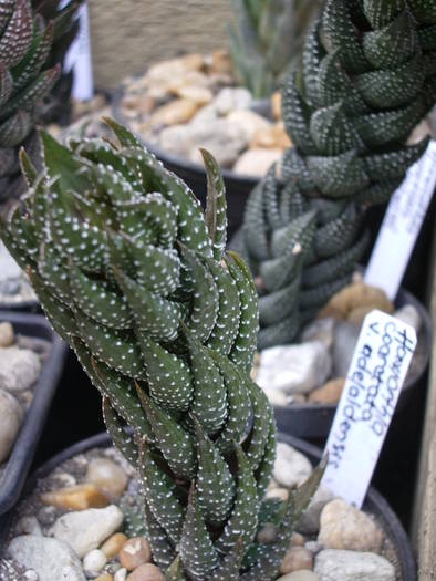  - Haworthia - Gasteria