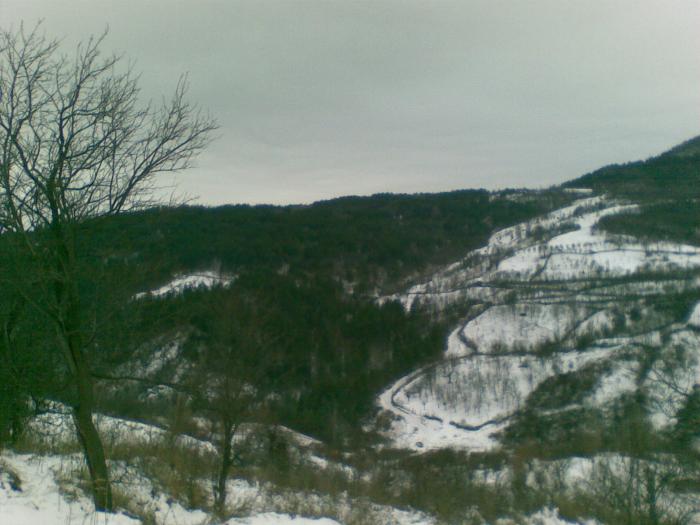 30122008(002) - vanatoare padure
