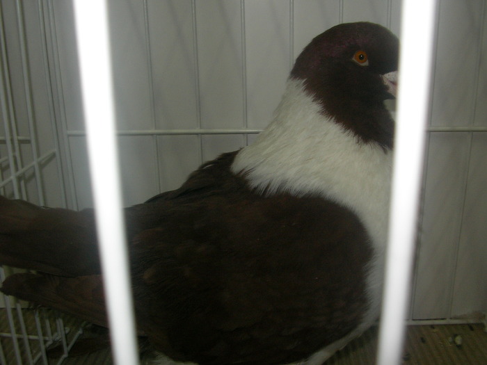 SANY0228 - poze expo 2009