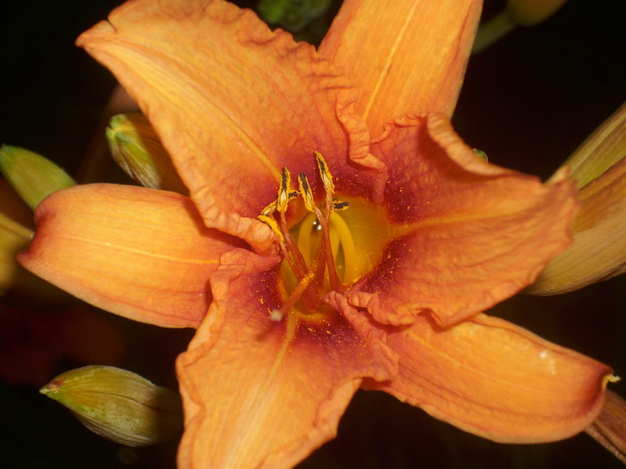 DSCI0767 - flori din gradina mea