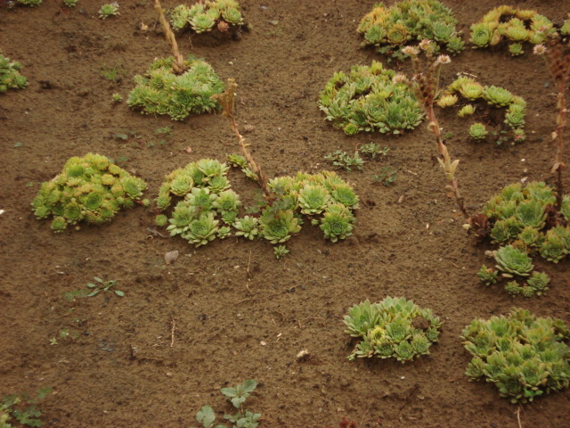 DSC08883 - Sempervivum
