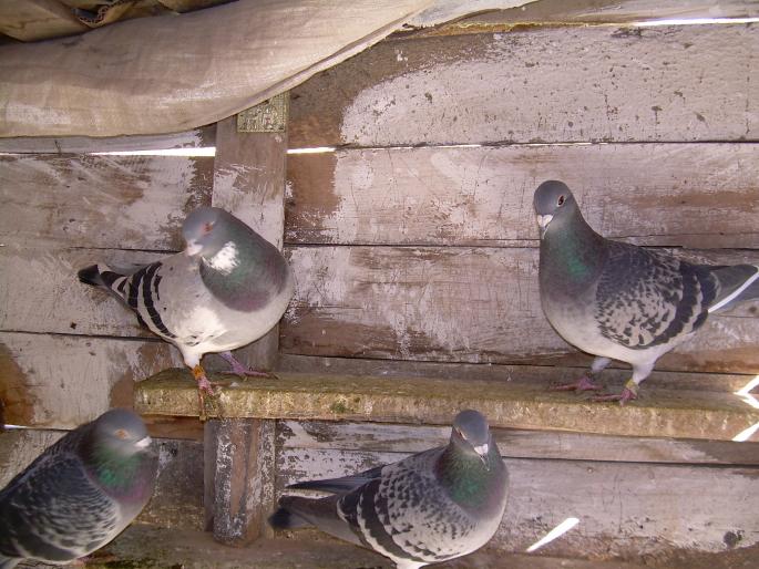 Porumbeii mei(14-10-2007) 00