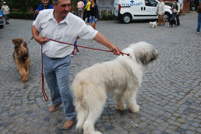 DSC_0112 - Concurs international de frumustete canina 2009 TgMures