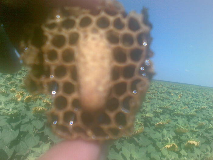 Botca la floarea soarelui; botca de schimbare linistita in iulie 2009
