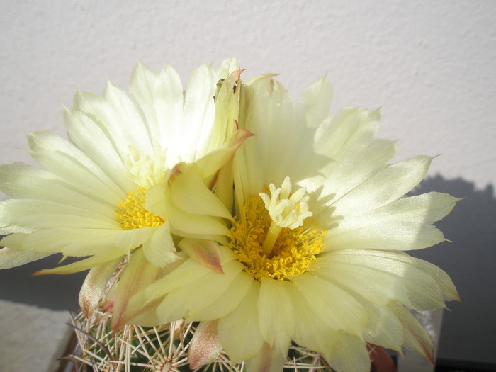 Coryphantha compacta - flori