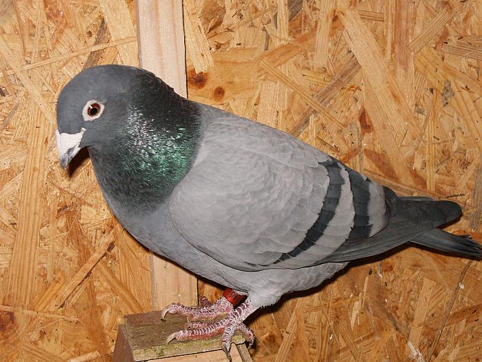 HPIM2182 - porumbei 2009