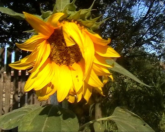 floarea soarelui; 125KB JPEG 8/23/2009 5:O6PM
