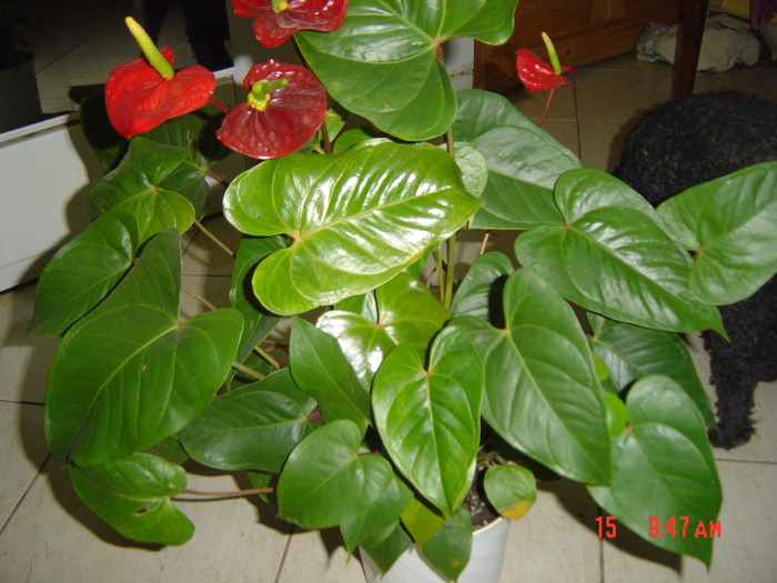 anthurium - florile mele in 2009