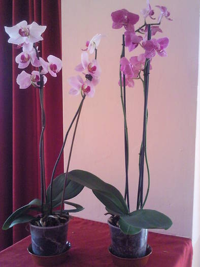orhidee phale 2009 - Plantele mele de interior