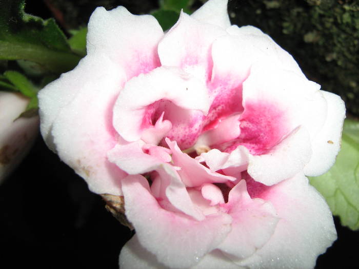 gloxinie - floricele