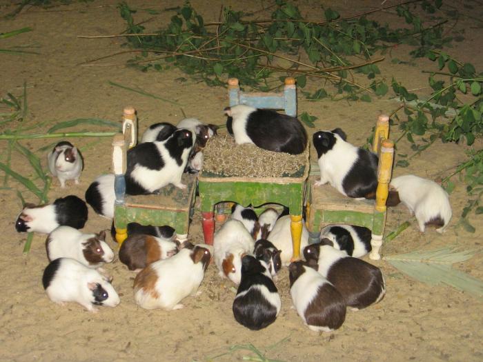 casa porcusorilor - porcusori de guinea
