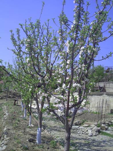 PICT0020 - GRADINA-2009