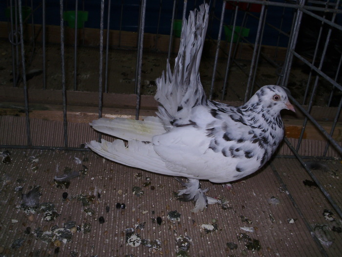 10952 rd 1 - 1507 partea 6a