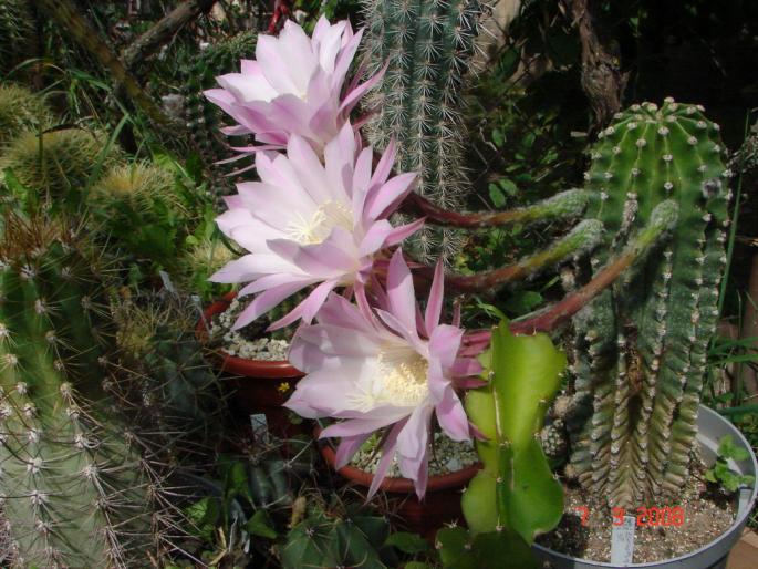 Echinopsis