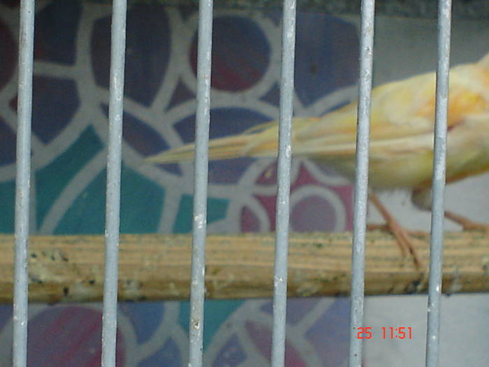 DSC03461 - PASARI CARE NU LE MAI AM - CANARI