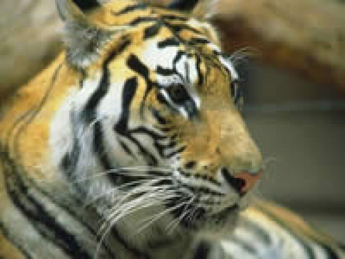 434 - tigri
