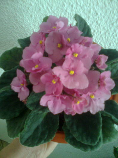 STEAUA BUCURE%u015ETI0704