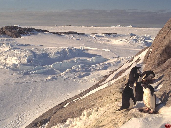 pinguini - alaska and antarctica icebergs