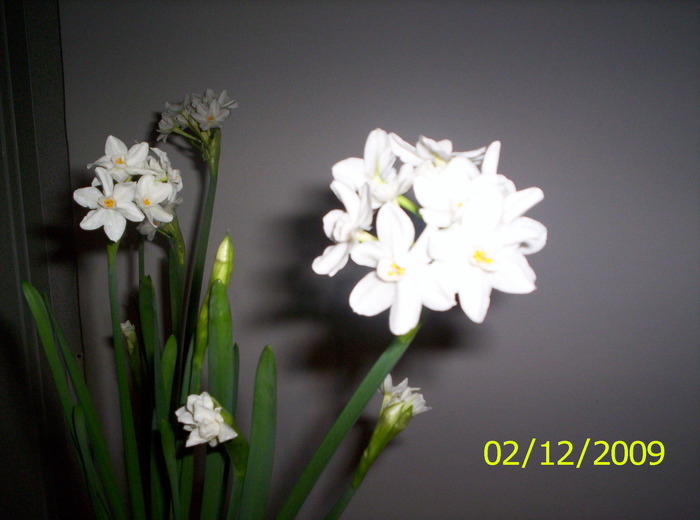 Narcise Sheleg paperwhite 2 dec 2009 (5) - Narcise Sheleg