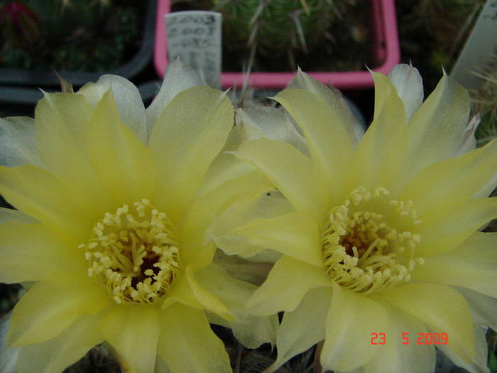 DSC05850