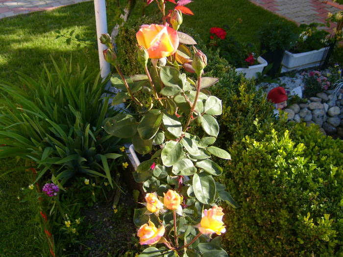 tot trandafiri - Acasa 2009