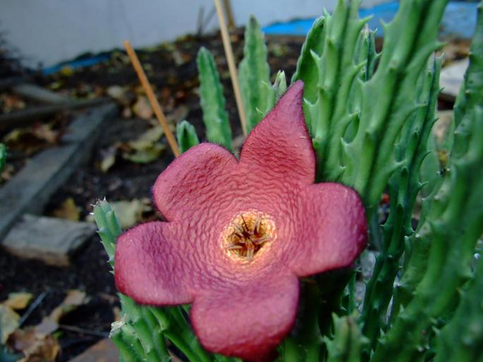 Stapelia comparabilis - plante 2007