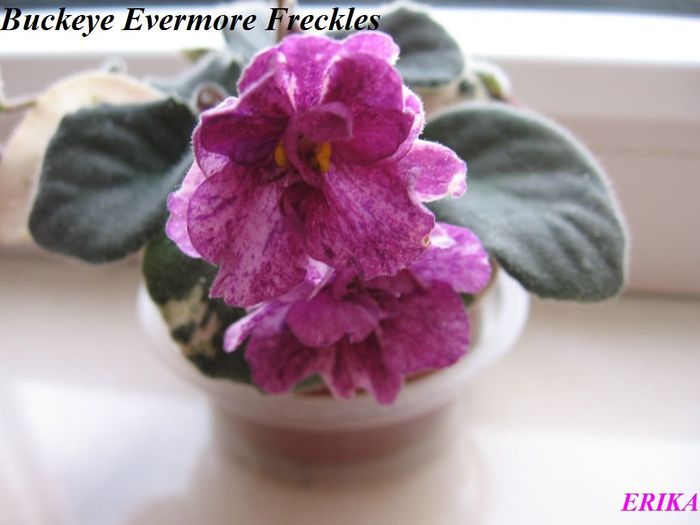 Buckeye Evermore Freckles 2009 dec 20 - Violete de colectie