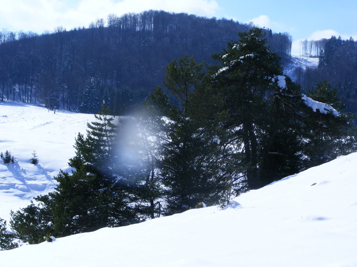 DSCF6950