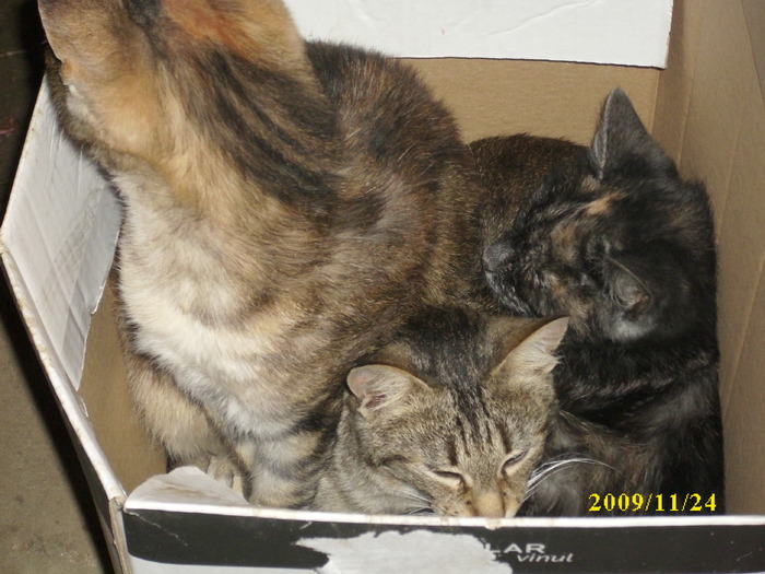 DSCI2760 - pisici si catelusa Boggy