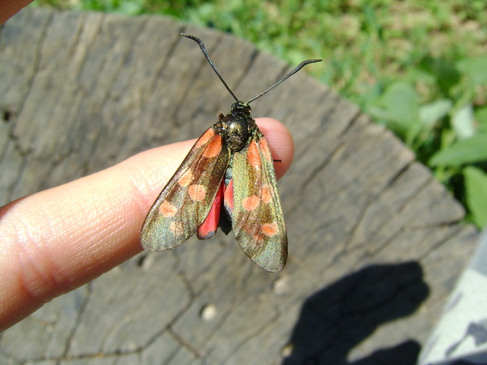 DSC01877 - fluturi si alte  insecte