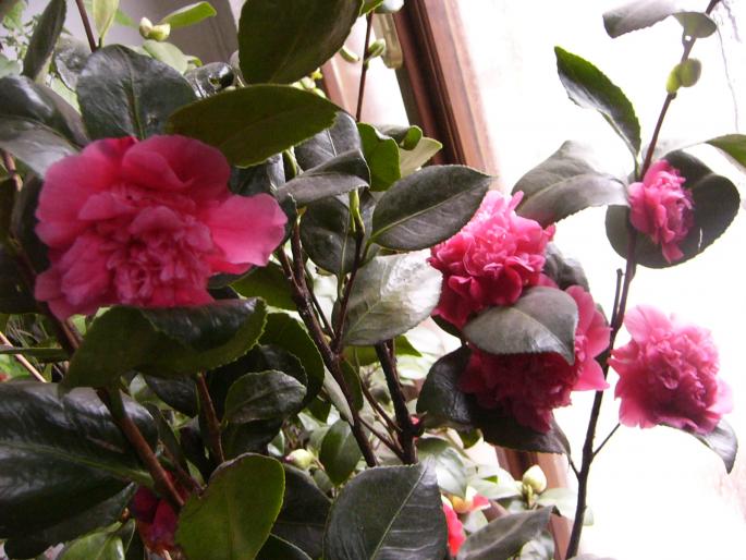 camelia japonica - Camelia japonica