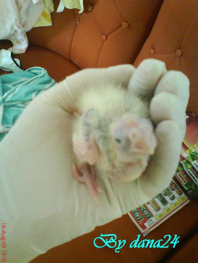 praslea la 9 zile vedere de sus