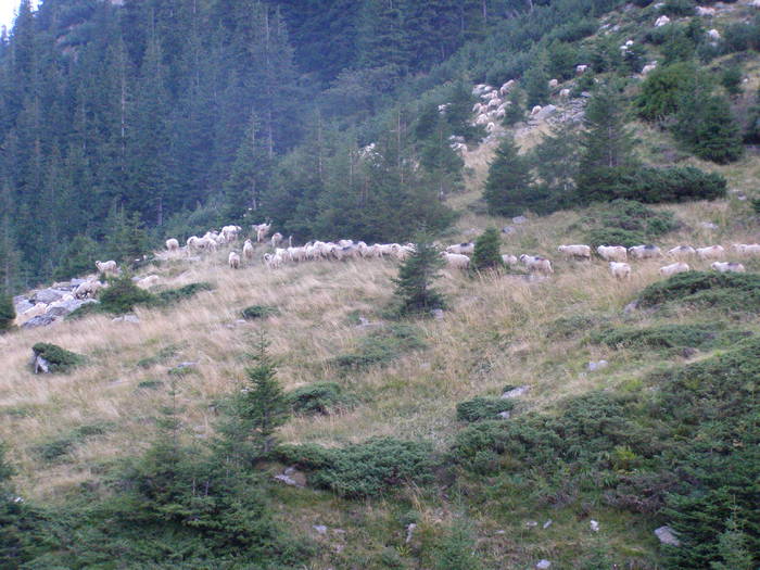 P8262480 - Ab17 - FAGARAS 2008 AUG VIRFUL MOLDOVEANU