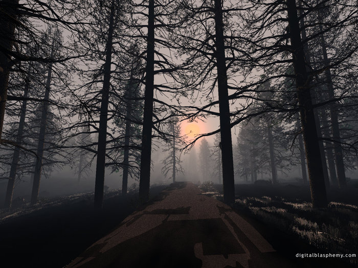 Forrest at Dusk - 0-Rasarituri_apusuri