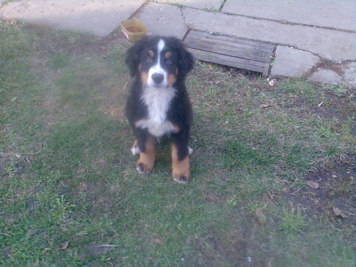 Lord három hónapos - 10-PAZA PORUMBEILOR-LORD