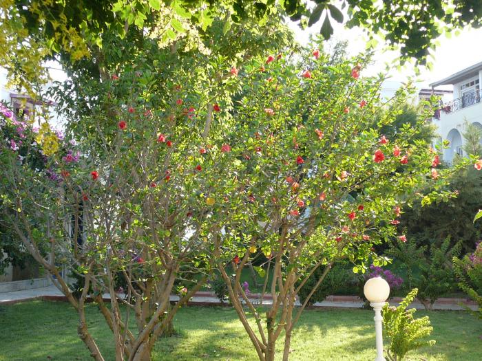 Hibiscus - Flori