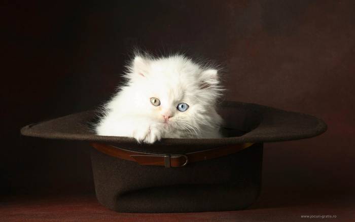 cat-in-hat_1 - ANIMALSS PLANET 3