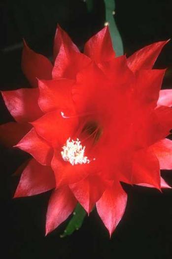 1118077L - poze flori