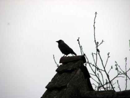 normal_cioara%7E0[1] - pentru mess